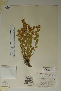 Bonamia ovalifolia image