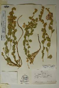 Bonamia ovalifolia image