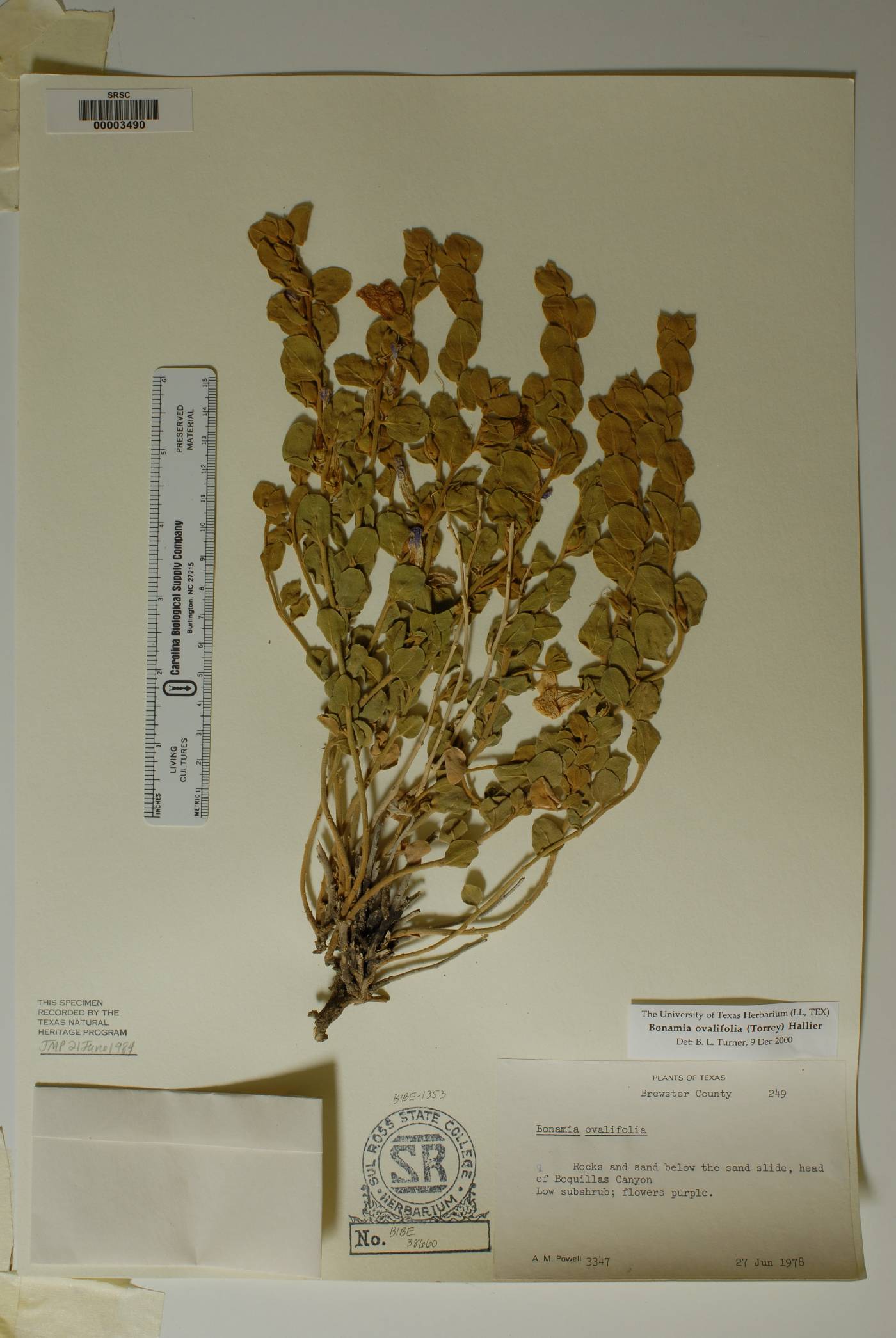 Bonamia ovalifolia image