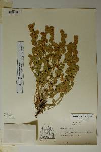 Bonamia ovalifolia image