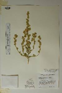 Bonamia ovalifolia image