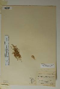 Arenaria livermorensis image