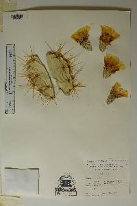 Opuntia aureispina image