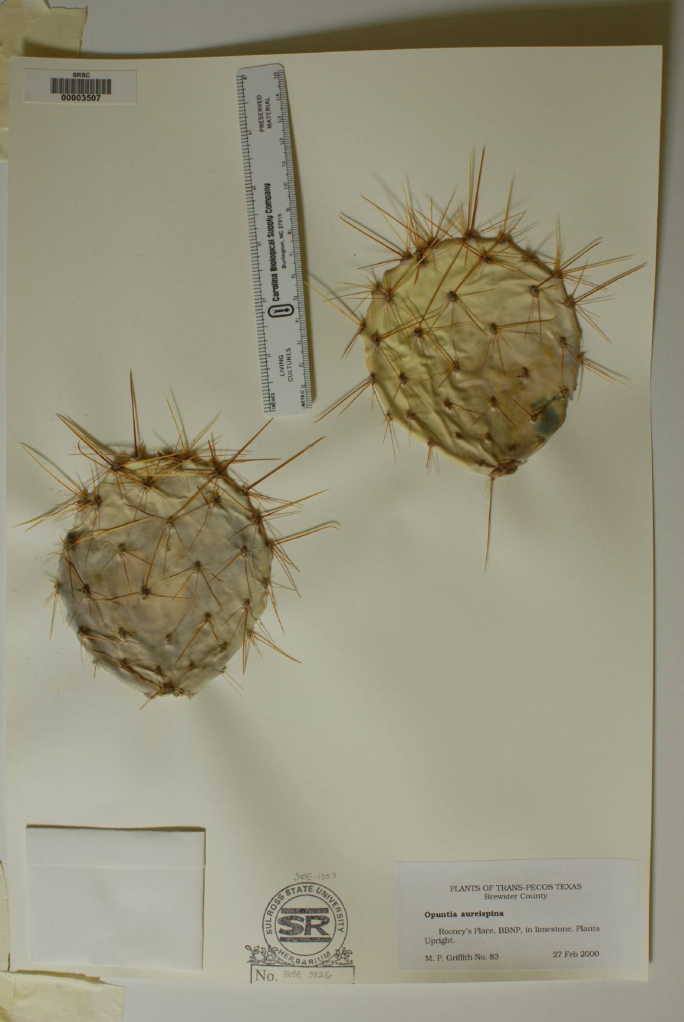 Opuntia aureispina image