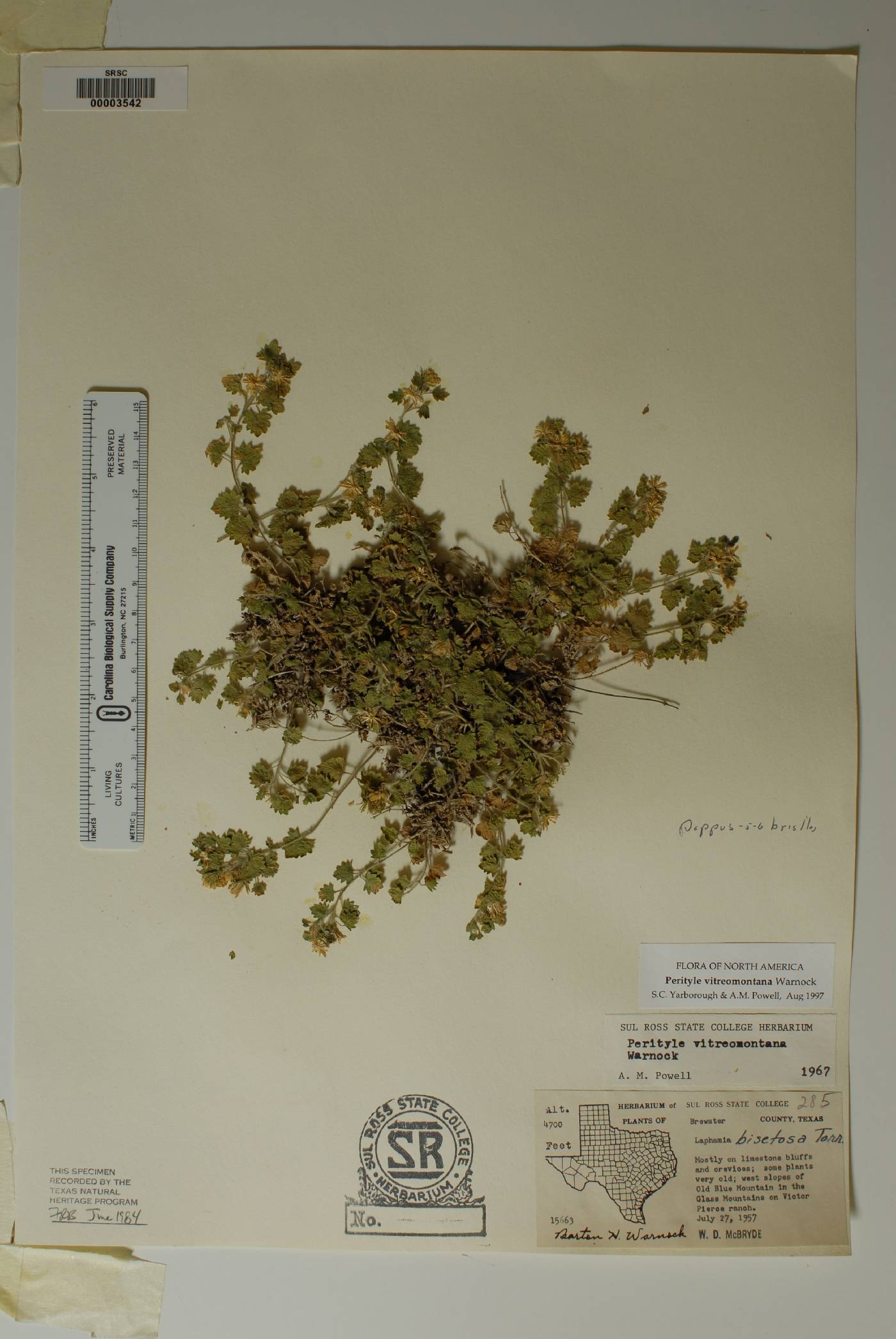 Perityle vitreomontana image