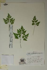 Osmorhiza mexicana subsp. bipatriata image