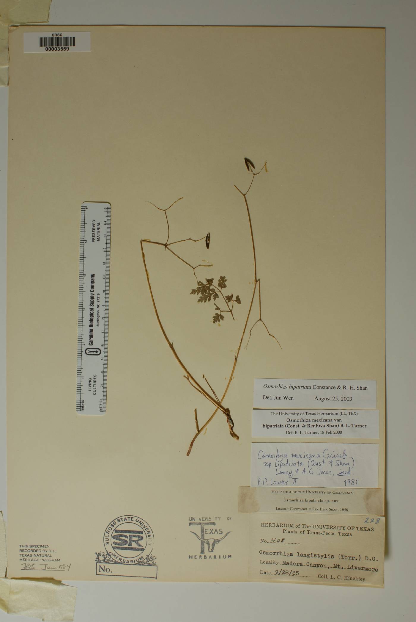 Osmorhiza mexicana subsp. bipatriata image