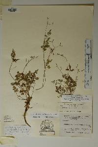 Osmorhiza mexicana subsp. bipatriata image