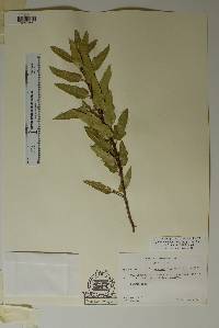 Quercus robusta image