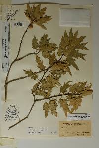 Quercus robusta image