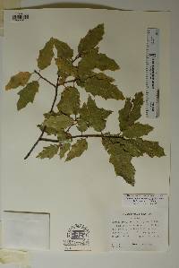 Quercus robusta image