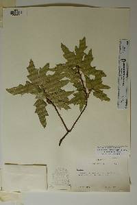 Quercus robusta image