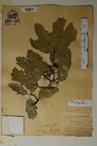 Quercus robusta image