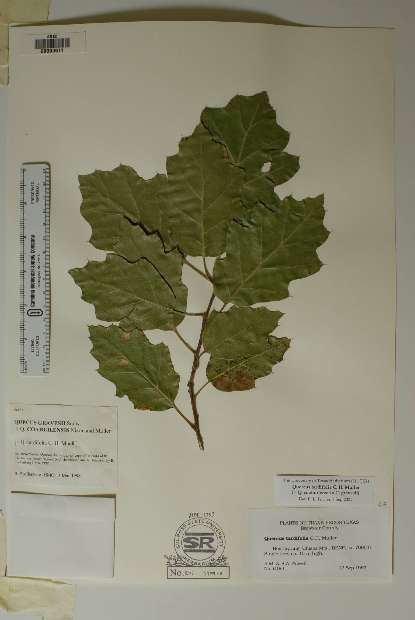 Quercus tardifolia image