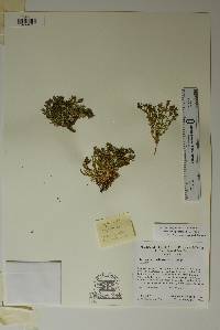 Hedyotis pooleana image