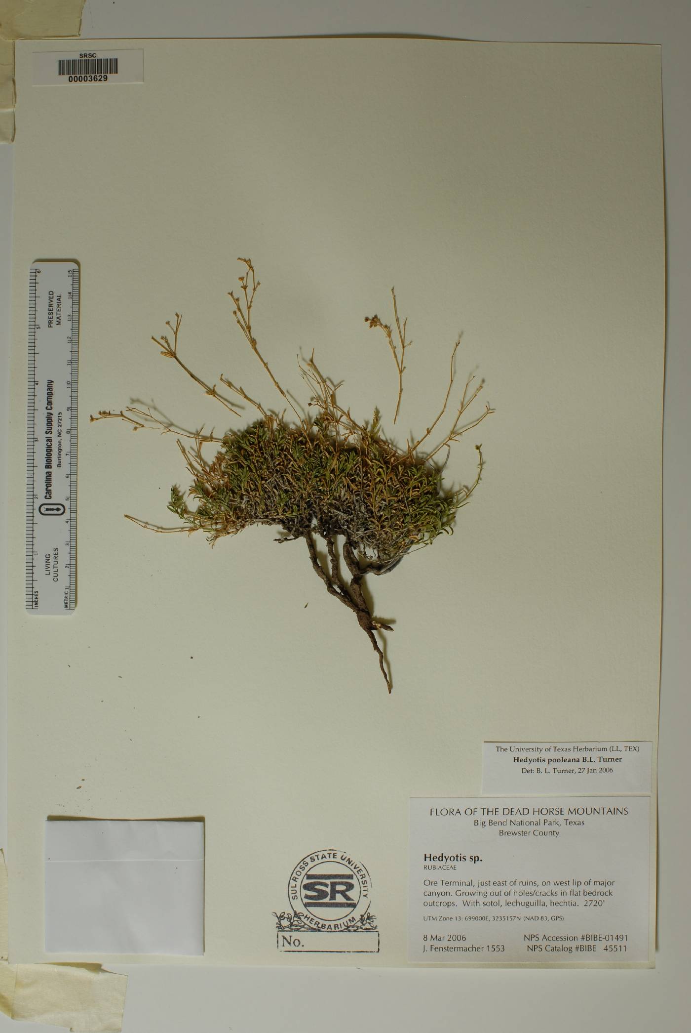 Hedyotis pooleana image