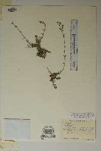 Hedyotis butterwickiae image