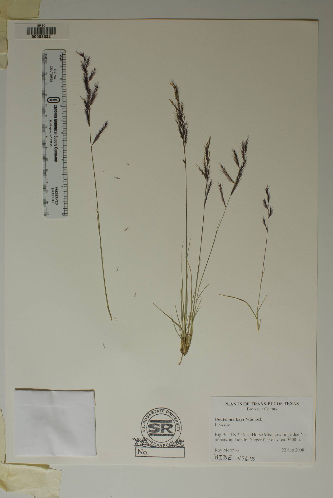 Bouteloua kayi image