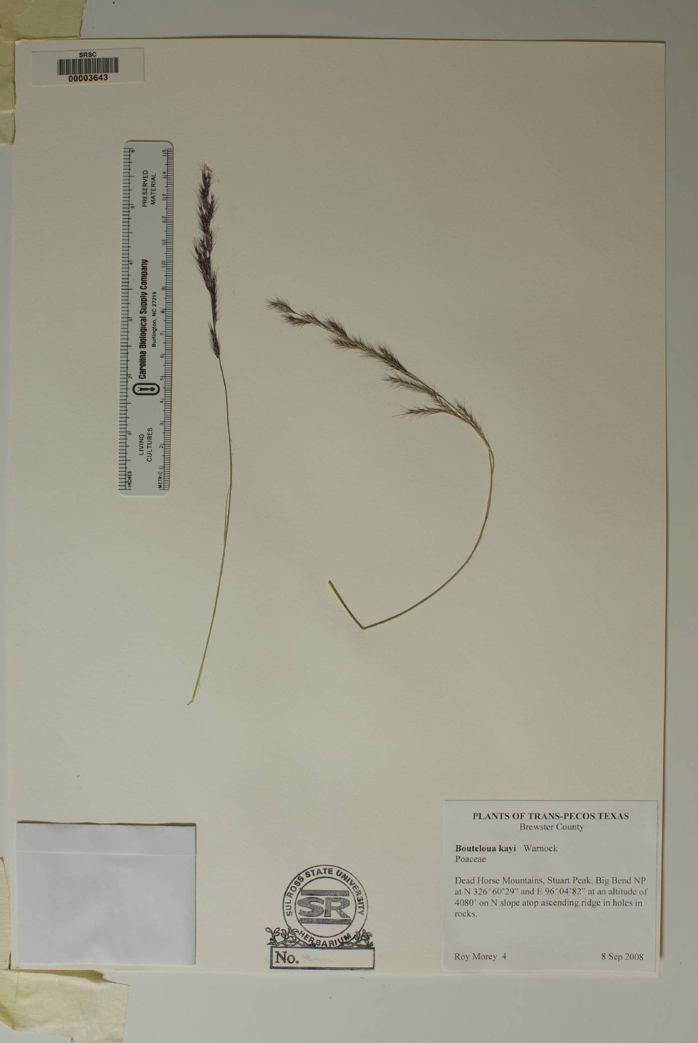 Bouteloua kayi image