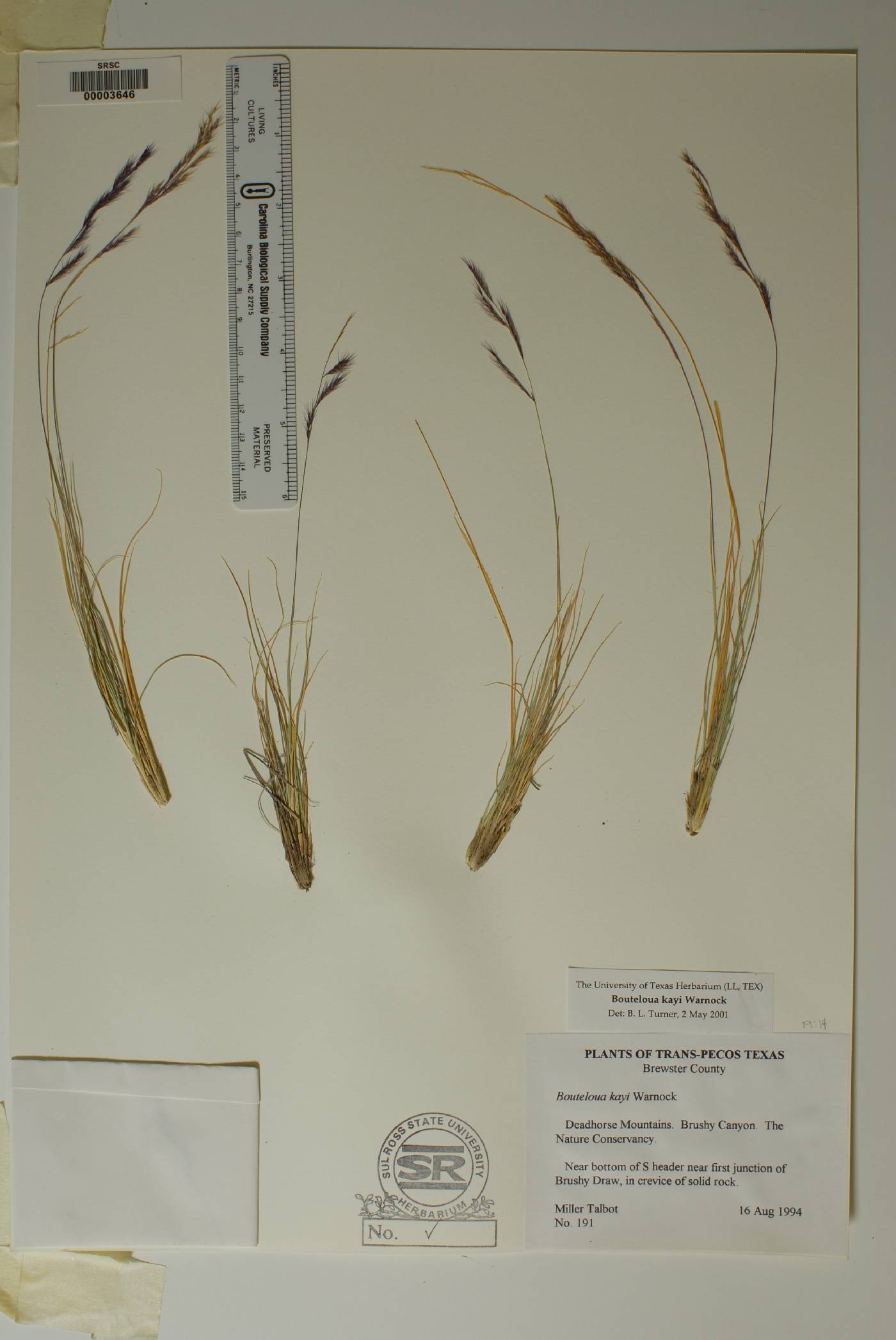 Bouteloua kayi image