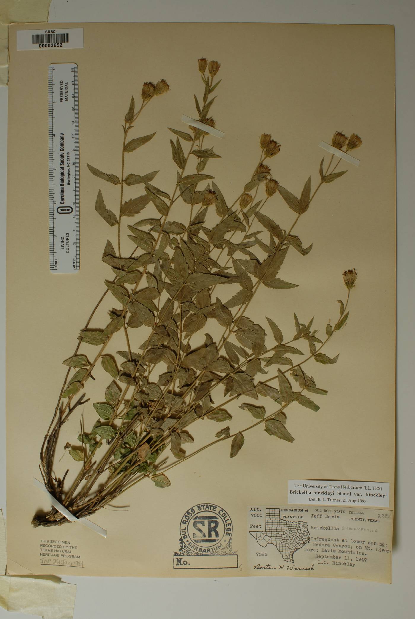 Brickellia hinckleyi var. hinckleyi image