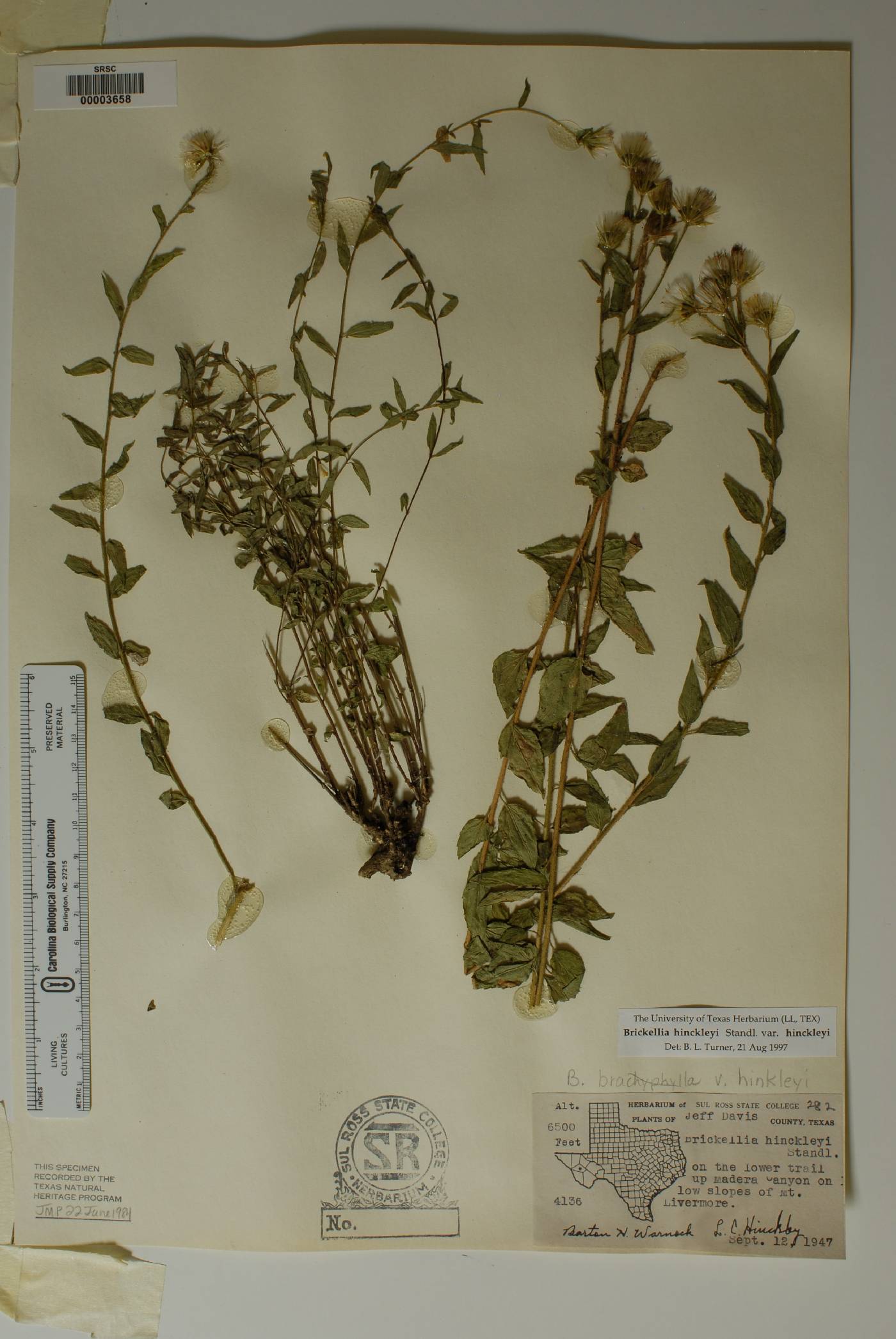 Brickellia hinckleyi image