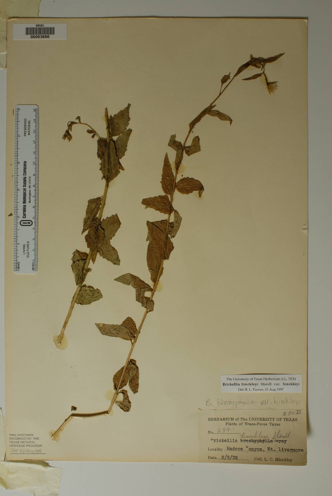 Brickellia hinckleyi image