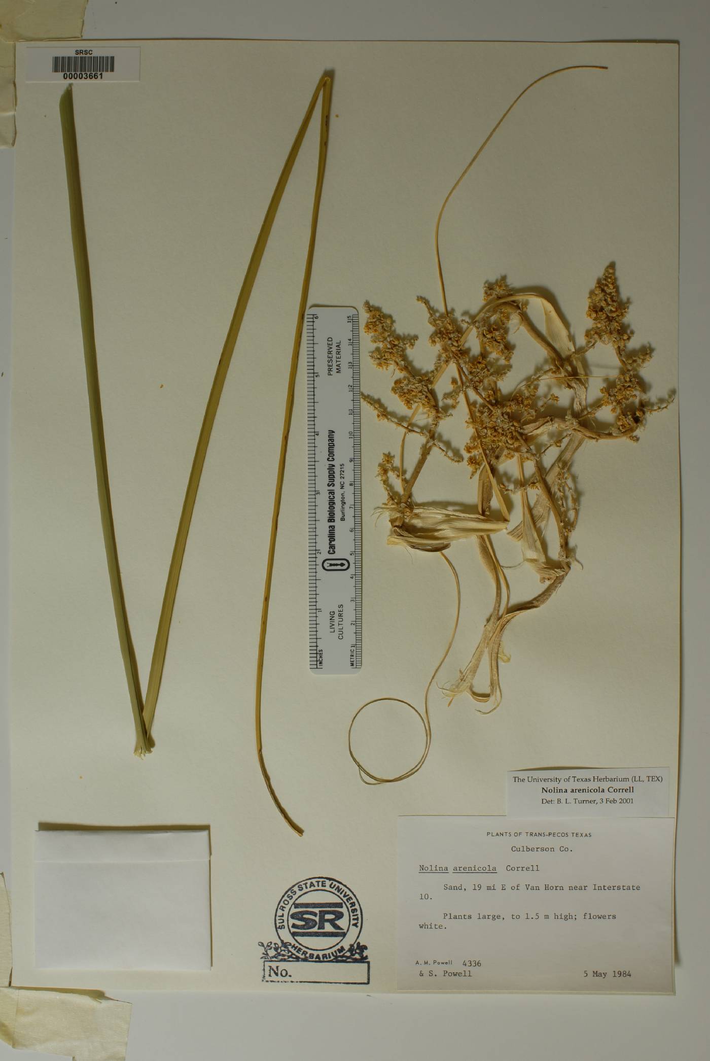 Nolina arenicola image