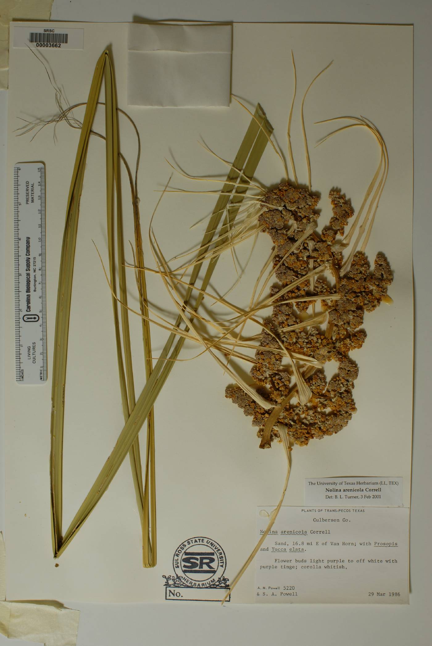 Nolina arenicola image