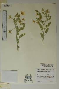 Kallstroemia perennans image