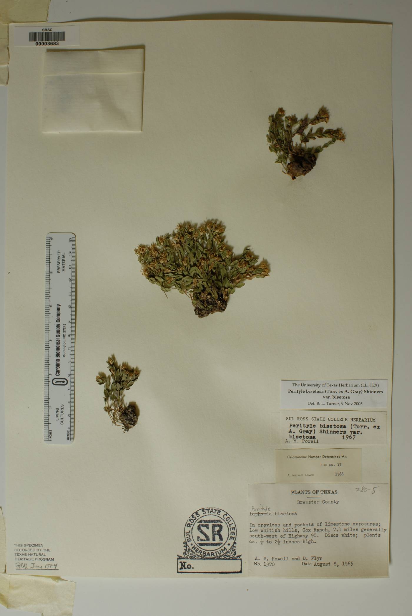 Perityle bisetosa image