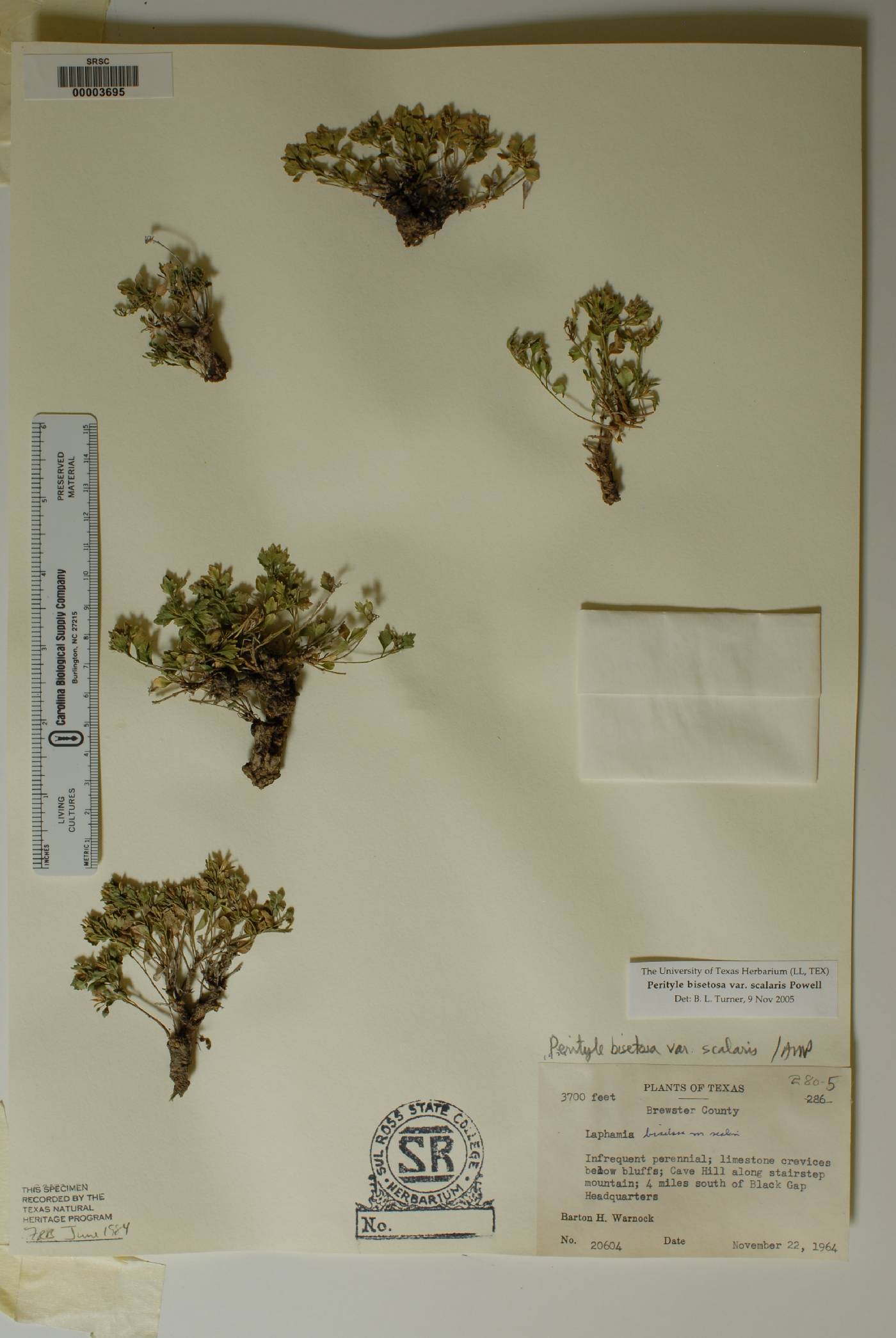 Perityle bisetosa var. scalaris image