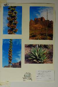 Agave × glomeruliflora image