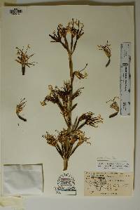 Agave × glomeruliflora image