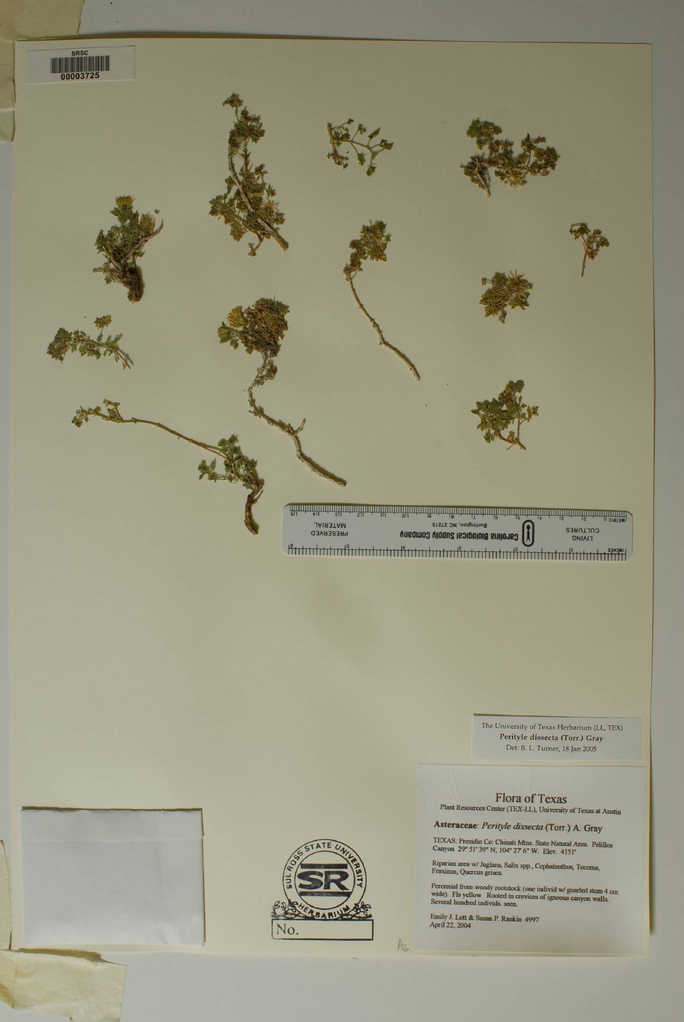 Perityle dissecta image