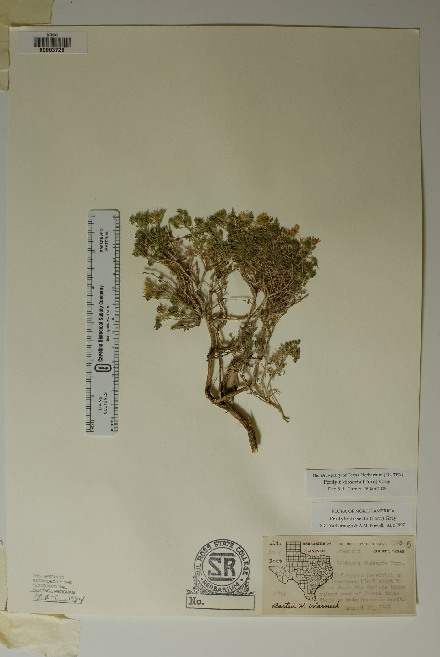 Perityle dissecta image