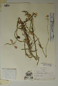 Streptanthus cutleri image