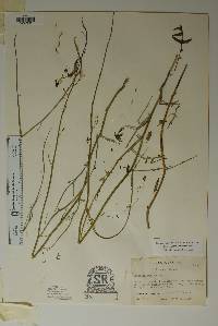 Streptanthus cutleri image