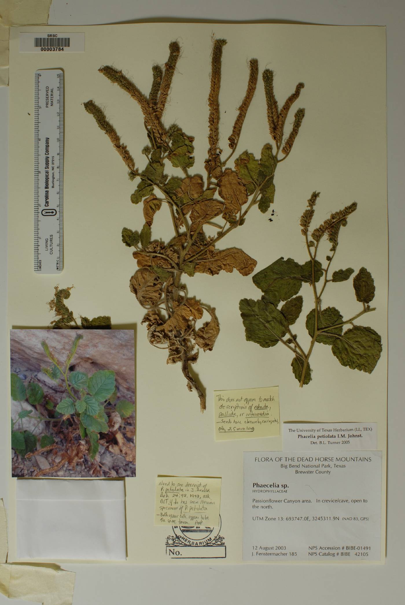 Phacelia petiolata image