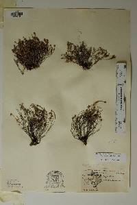 Phyllanthus ericoides image