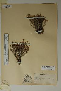 Phyllanthus ericoides image