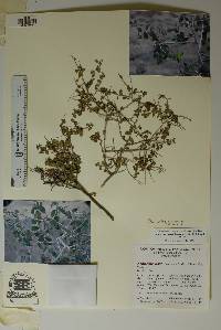 Phyllanthopsis arida image