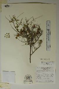 Phyllanthopsis arida image