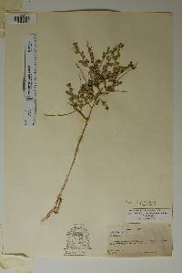 Phyllanthopsis arida image