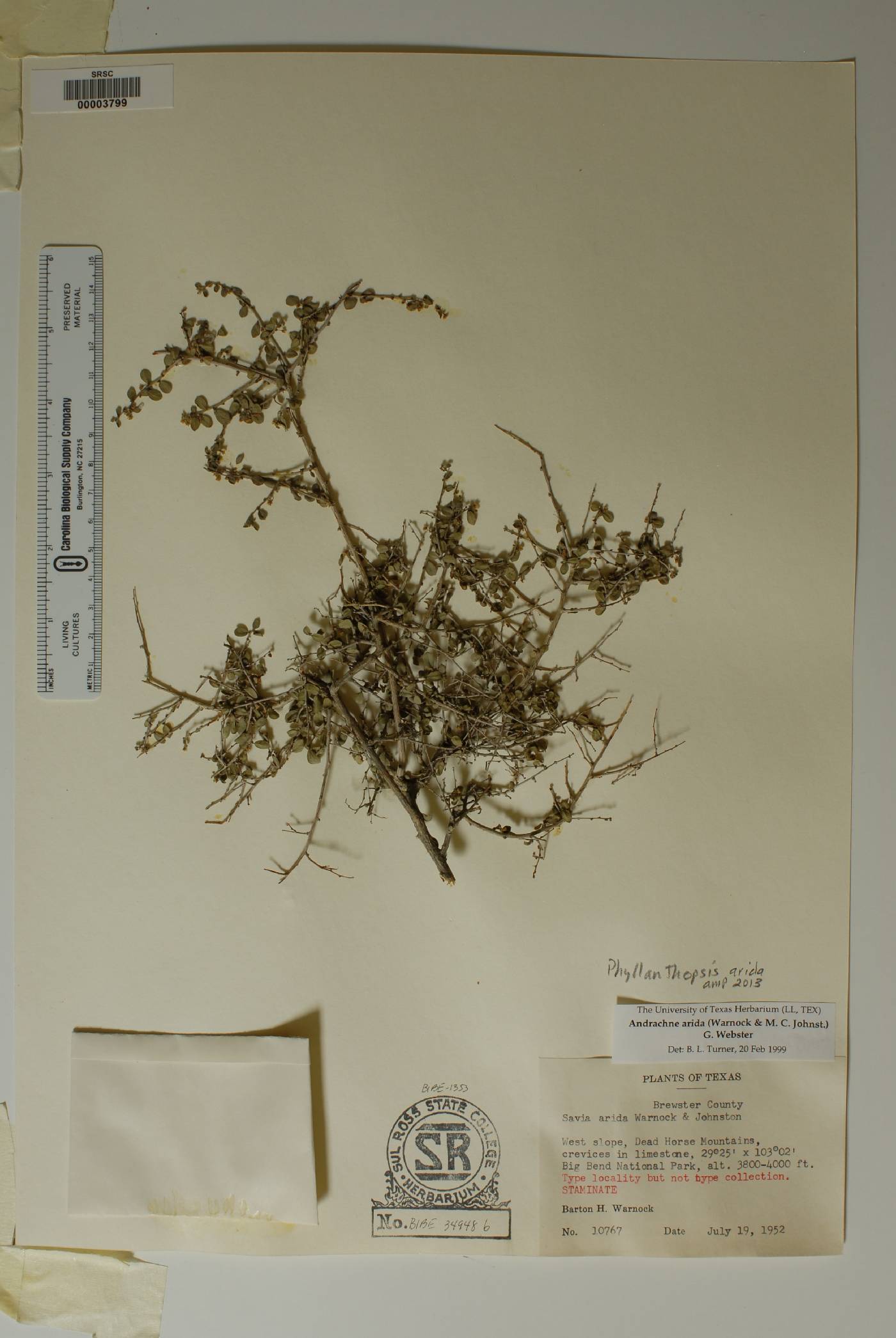 Phyllanthopsis arida image