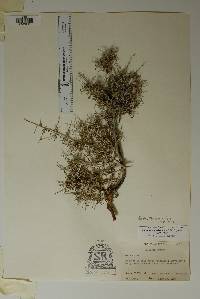 Phyllanthopsis arida image