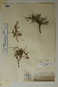 Phyllanthopsis arida image