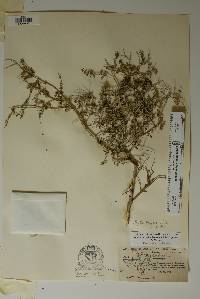 Phyllanthopsis arida image