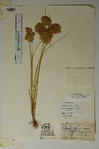 Cyperus onerosus image