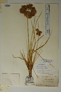 Cyperus onerosus image